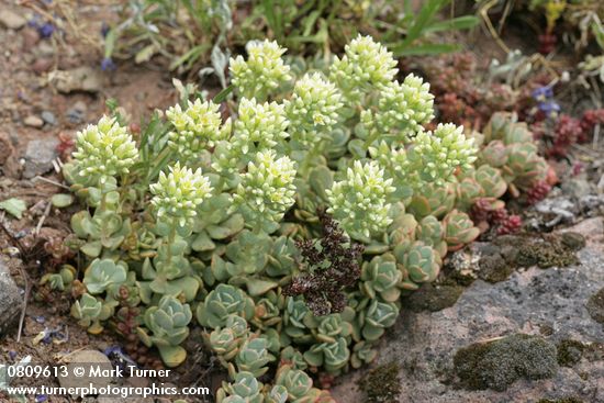 Creamy Flowered Stonecrop