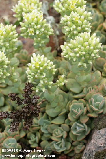 Creamy Flowered Stonecrop