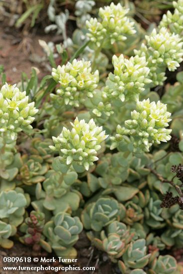 Creamy Flowered Stonecrop