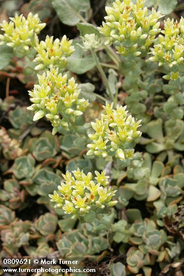 Creamy Flowered Stonecrop