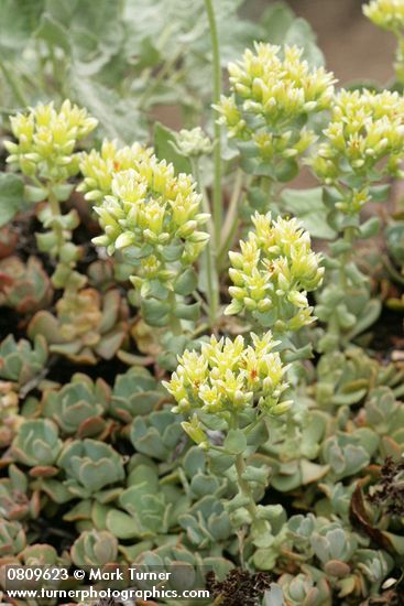 Creamy Flowered Stonecrop