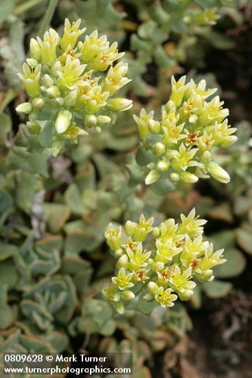 Creamy Flowered Stonecrop