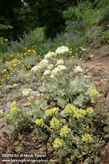 Creamy Flowered Stonecrop w/ Heartleaf Buckwheat