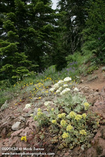 Creamy Flowered Stonecrop w/ Heartleaf Buckwheat, Spreading Stonecrop on rocky outcrop at edge of forest