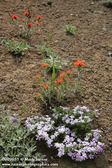 Spreading Phlox & Harsh Paintbrush on thin rocky soil