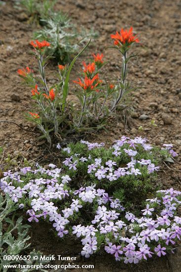 Spreading Phlox & Harsh Paintbrush on thin rocky soil