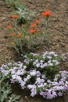 Spreading Phlox & Harsh Paintbrush on thin rocky soil