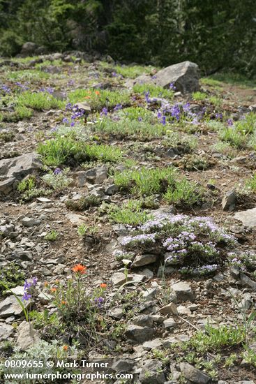 Spreading Phlox, Harsh Paintbrush, Menzies' Delphiniums, Subalpine Mariposa Lilies on thin rocky soil