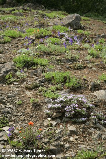 Spreading Phlox, Harsh Paintbrush, Menzies' Delphiniums, Subalpine Mariposa Lilies on thin rocky soil
