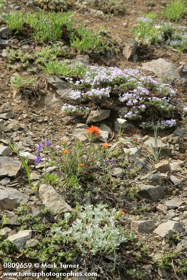 Spreading Phlox, Harsh Paintbrush, Menzies' Delphiniums, Subalpine Mariposa Lilies on thin rocky soil