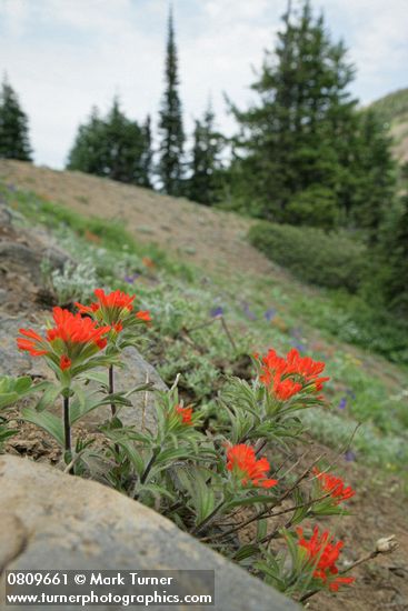 Harsh Paintbrush on open rocky slope