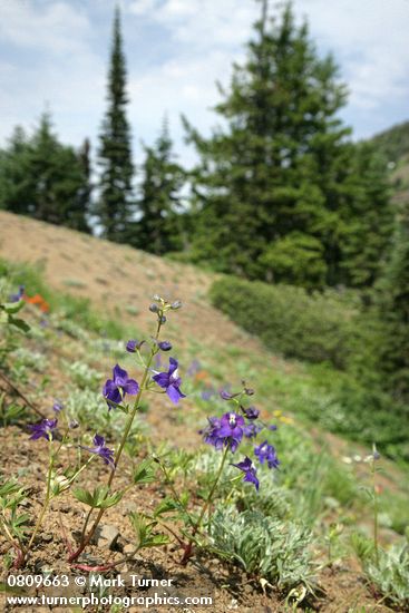 Menzies' Delphinium on open rocky slope