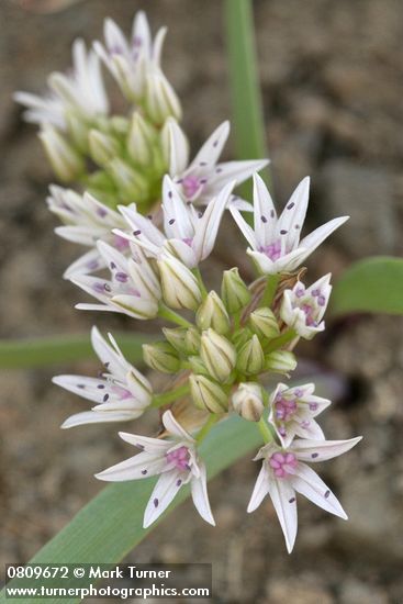 Olympic (Scalloped) Onion blossoms