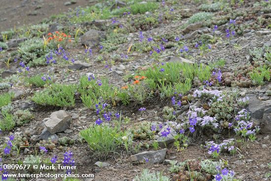 Menzies' Delphiniums, Spreading Phlox, Harsh Paintbrush, Subalpine Mariposa Lilies on thin rocky soil