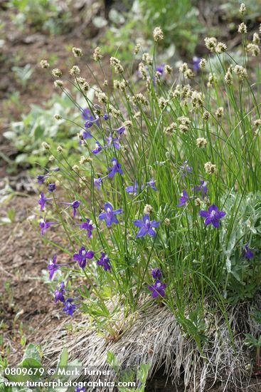 Menzies' Delphiniums w/ Sedge