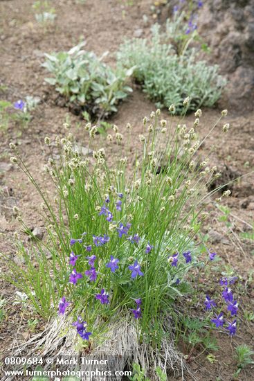 Menzies' Delphiniums w/ Sedge on xeric slope