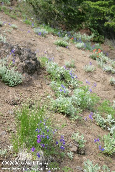 Menzies' Delphiniums w/ Sedge on xeric slope