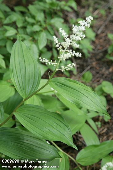Large False Solomon's Seal