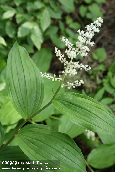 Large False Solomon's Seal