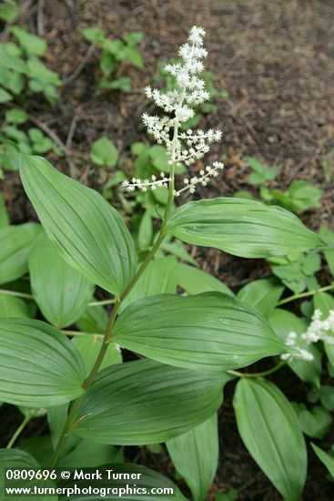 Large False Solomon's Seal