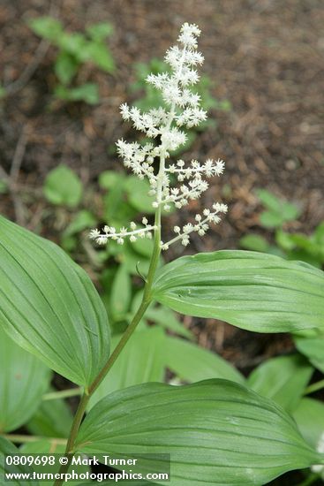 Large False Solomon's Seal