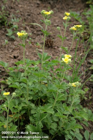 Drummond's Cinquefoil
