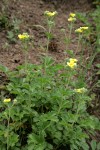 Drummond's Cinquefoil
