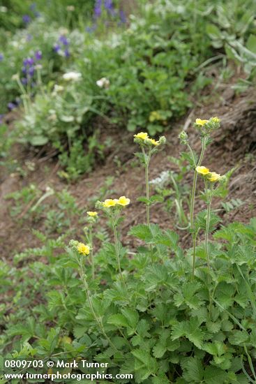 Drummond's Cinquefoil