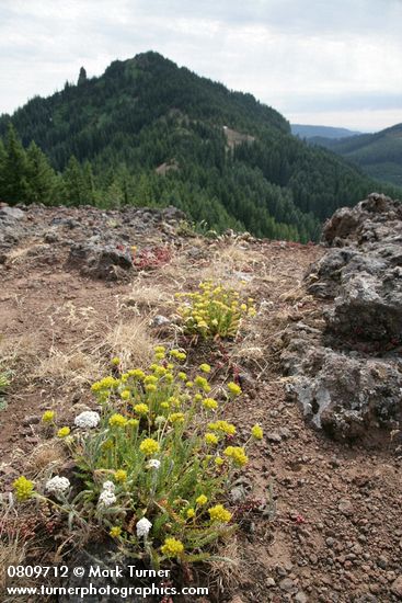 Gordon's Ivesia, Yarrow on xeric habitat w/ Iron Mtn. bkgnd