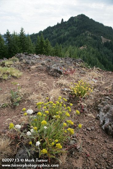 Gordon's Ivesia, Yarrow on xeric habitat w/ Iron Mtn. bkgnd