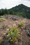 Gordon's Ivesia, Yarrow on xeric habitat w/ Iron Mtn. bkgnd