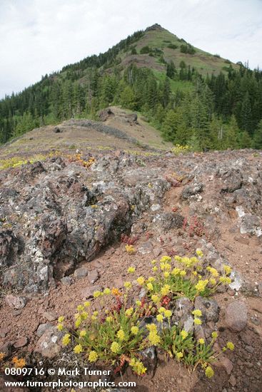Gordon's Ivesia, Spreading Stonecrop on xeric habitat w/ Cone Peak bkgnd
