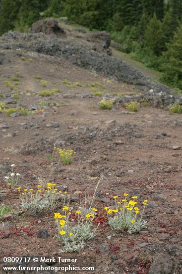 Woolly Sunflowers, Spreading Stonecrop on xeric habitat