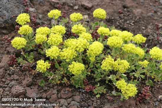 Sulphur Buckwheat