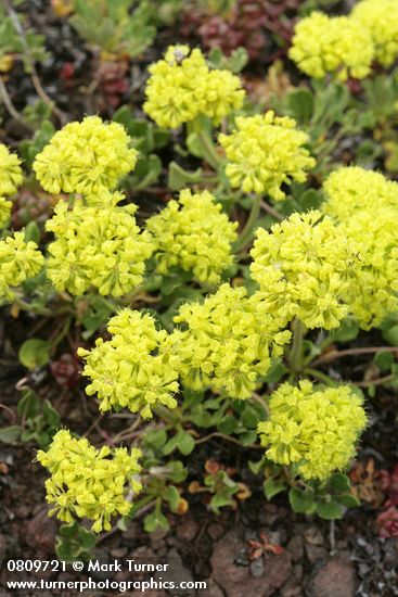 Sulphur Buckwheat