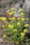 Gordon's Ivesia
