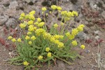 Gordon's Ivesia