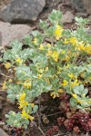 Nevada Deervetch