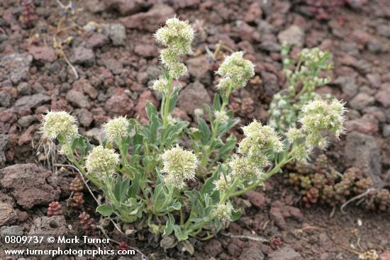 Varied-leaf Phacelia