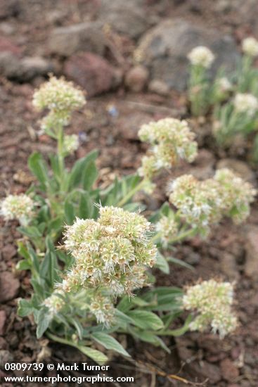 Varied-leaf Phacelia