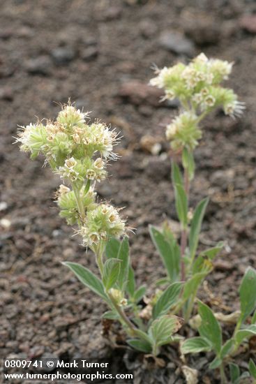 Varied-leaf Phacelia