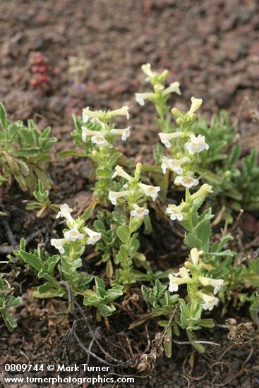 Hot Rock Penstemon