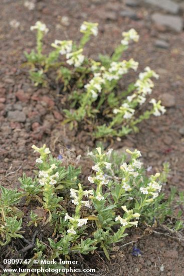 Hot Rock Penstemon