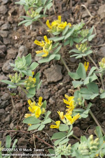 Nevada Deervetch blossoms & foliage