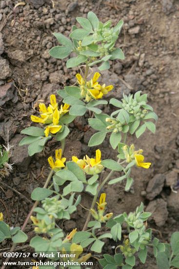 Nevada Deervetch blossoms & foliage