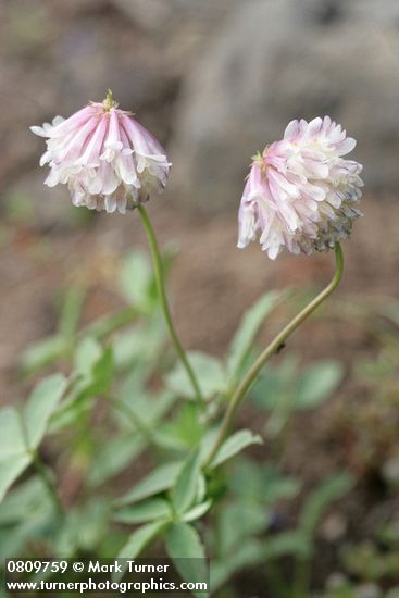 Shasta Clover