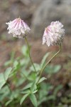 Shasta Clover