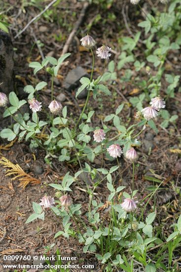 Shasta Clover