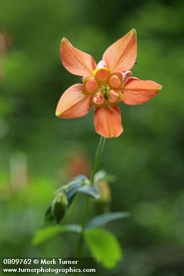 Red Columbine blossom