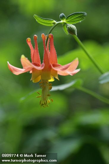Red Columbine blossom